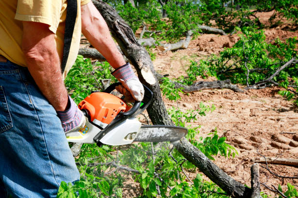 Residential Tree Removal in White Hall, AR